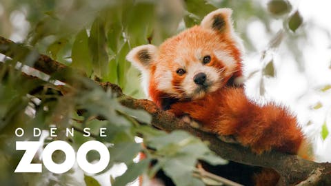 Odense ZOO